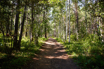 Fototapeta an empty country road in a dense forest on a sunny summer day. hiking. unity with nature