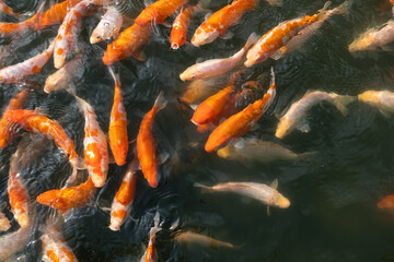 A large group of Koi carp actively swim in the pond and eat food. Horizontal orientation, copy space, top view, no people