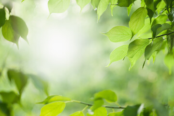 Wall Mural - The leaves are fresh green background