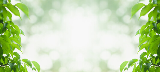 Wall Mural - The leaves are fresh green background