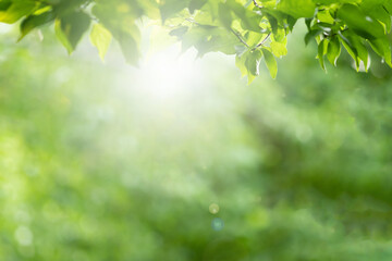 Wall Mural - The leaves are fresh green background