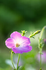 Wall Mural - petunia flower