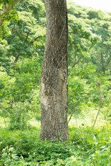 Wall Mural - natural sence with tree,trunk