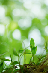 Wall Mural - Choose the focus point on the leaf,The leaves are fresh green with copy space.light green