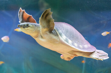 Sticker - Portrait of a turtle swimming underwater