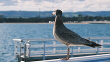 Pacific Gull Bird / Seabird / Seagull On The Jetty By The Water