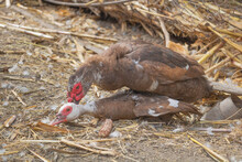 Close Up Shot Of Two Muscovy Ducks Which Make Love