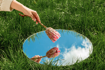 Wall Mural - nature concept - hand with artichoke flower and sky reflection in round mirror on summer field