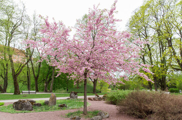 Wall Mural - nature, botany and flora concept - blooming cherry tree with blossoms in spring garden or park