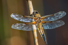A Glorious Four Spotted Chaser Dragonfly At Rest With Spread Wings On A Reed At Sandbanks Nature Reserve