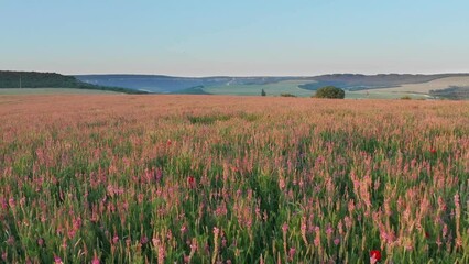 Canvas Print - Spring flowers in meadow. Beautiful landscapes.