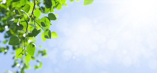 Poster - Tree branch with leaves in front of blue sunny sky