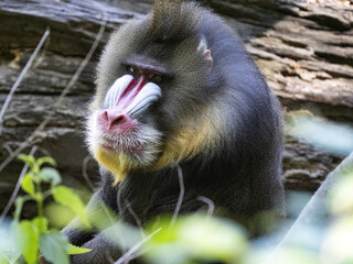 Wall Mural - Portrait of an adult male Mandrill, Mandrillus sphinx.