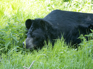 Wall Mural - Asian black bear, Ursus thibetanus, resting with his head resting in the grass.