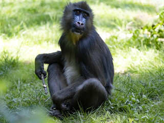 Wall Mural - Female Mandrill, Mandrillus sphinx. sitting on the grass and watching the surroundings.