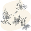 Isolated vector hand drawn illustration of rose-hip herbal plant