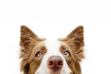 Close-up Hide Brown Border Collie Looking At Camera. Isolated On White Background