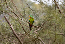 An Australian Critically Endangered Migratory Swift Parrot (Lathamus Discolor) Facing Extinction Due To Logging And Climate Change