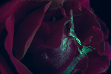 Poster - Beautiful fresh roses. Green-red neon  rose close up. Bright macro background.
