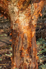 Wall Mural - acer griseum tree bark texture, which is commonly known as paperbark maple, stock photo image