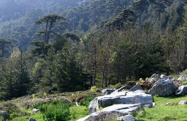 Sticker - forêt d'Aïtone