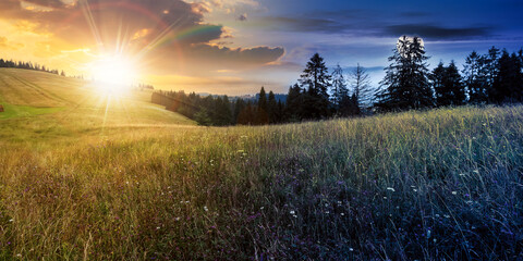 day and night time change concept of carpathians. coniferous forest on the grassy hill. landscape of carpathian alps with fresh green meadows. natural summer scenery with sun and moon on the sky