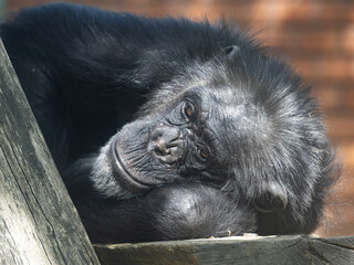 Wall Mural - African Chimpanzee, Pan troglodytes, resting, resting his head on his hand.
