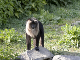 Wall Mural - A male Lion tailed Macaque, Macaca silenus, stands on a large boulder and observes the surroundings.