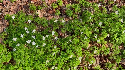 Wall Mural - White spring anemones blooming in forest