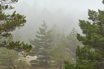 Wall Mural - Majestic evergreen forest in a thick white fog. Pine and spruce trees. Rainy day. Scandinavia. Pure nature, environmental conservation, ecology. eco tourism, national park, nature reserve concepts