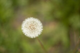 Fototapeta Dmuchawce - dandelion, white, fluffy one, close-up. In nature. The concept of life, nature, environment, , wildlife, place for text, postcard, High quality photo
