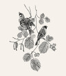 There are two Sparrows bird in hazelnut branches. Vector vintage classic composition. Black and white