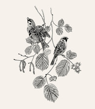 There Are Two Sparrows Bird In Hazelnut Branches. Vector Vintage Classic Composition. Black And White