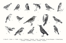 Birds. Set. Vector Vintage Illustrations. Black And White