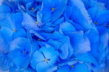 Blue Hydrangea Petals