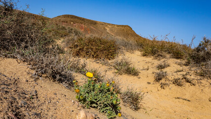 Wall Mural - Yellow flowering Canary Fleabane (Pulicaria canariensis), growing in desert, Lanzarote, Canary Islands, Spain.