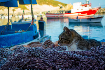 Wall Mural - Cats and Procida