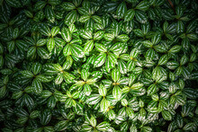Closeup To Beautiful Pattern Of Green And White Leaves Background