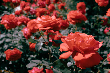 Wall Mural - Red rose flowers at Seoul Grand Park Rose Garden in Gwacheon, Korea