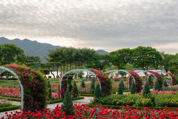 Wall Mural - Seoul Grand Park Rose Garden in Gwacheon, Korea