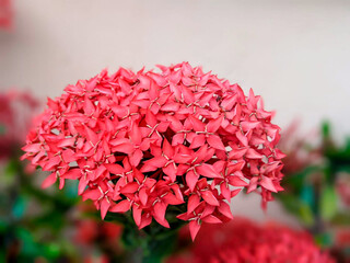 Pink Nicaraguan Flowers