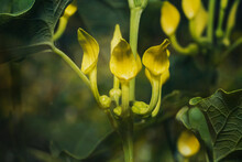 Small Yellow Flowers Of Aristolochia Clematitis  (the European  Birthwort) In The Garden.