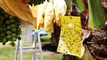 Glue Traps In The Garden. Yellow Sticky Card Traps Hang On Date Palms To Control Insects And Pests In Organic Plots With Copy Space. Selective Focus