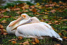Pelicans Resting Near The Lake