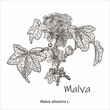 Common Mallow or Malva sylvestris, showing flowers, vintage engraved illustration. Botanical plant illustration.