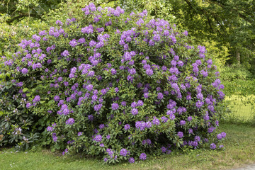 Sticker - Rhododendron mauve