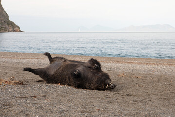 dead wild boar on the beach, sicily, italy