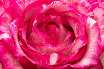 Wall Mural - Closeup of a pink rose bud. Background opened rosebud. Rose bud with pink petals. Extreme close-up of a rose flower. Abstract beautiful bright floral background