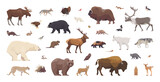 Fototapeta Fototapety na ścianę do pokoju dziecięcego - Flat set of north american animals. Isolated animals on white background. Vector illustration