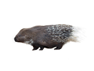 Wall Mural - indian crested porcupine isolated on white background